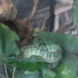 Wagler's pit viper (Tropidolaemus wagleri)