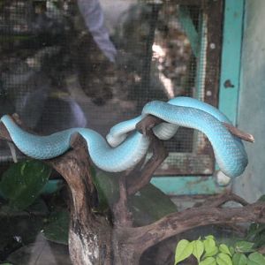 Lesser Sunda Islands pit viper (Trimeresurus insularis)