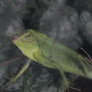 Maned forest lizard (Bronchocela jubata)