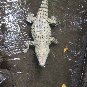 Saltwater crocodile (Crocodylus porosus)