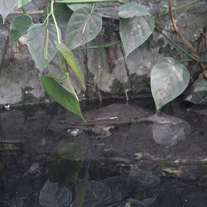 Northern snake-necked turtle (Chelodina rugosa)