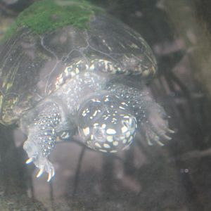 Black pond turtle (Geoclemys hamiltonii)