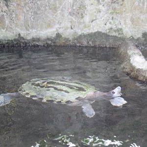 Painted terrapin (Batagur borneoensis)
