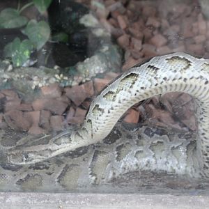 Burmese python (Python bivittatus)