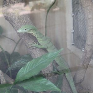 Emerald tree monitor (Varanus prasinus)