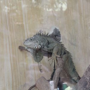 Green iguana (Iguana iguana)