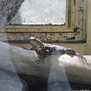 Black spiny-tailed iguana (Ctenosaura similis)