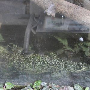 Quince monitor (Varanus melinus)