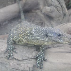 Crocodile monitor (Varanus salvadorii)