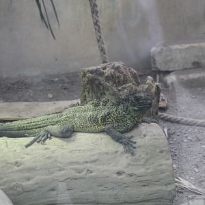 Amboina sailfin lizard (Hydrosaurus amboinensis)