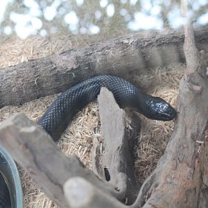 Mexican black kingsnake (Lampropeltis getula nigrita)