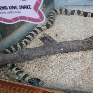 California kingsnake (Lampropeltis californiae)