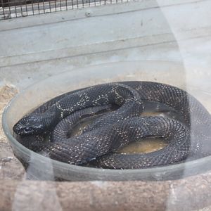Florida kingsnake (Lampropeltis getula floridana)