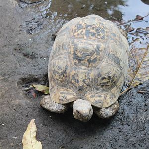Leopard tortoise (Stigmochelys pardalis)
