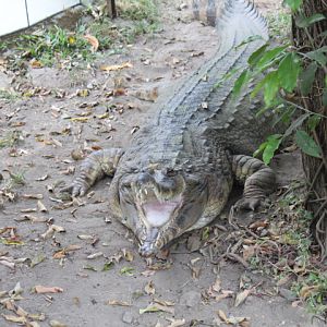 False gharial (Tomistoma schlegelii)