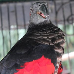Pesquet's parrot (Psittrichas fulgidus)