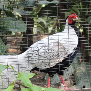 Silver pheasant (Lophura nycthemera)