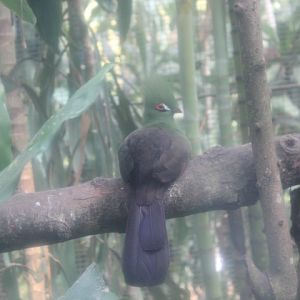 Guinea turaco (Tauraco persa)