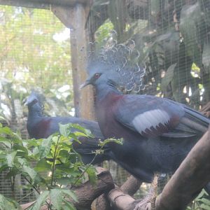 Victoria crowned pigeon (Goura victoria)