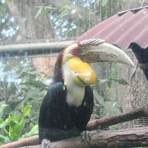 Wreathed hornbill (Rhyticeros undulatus)
