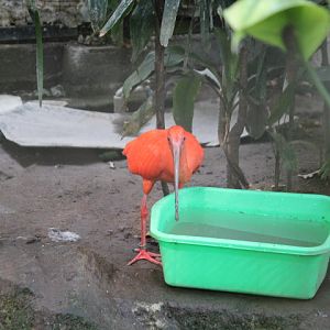 Scarlet ibis (Eudocimus ruber)