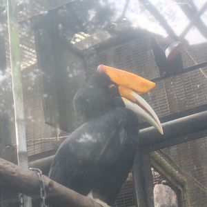 Rhinoceros hornbill (Buceros rhinoceros)