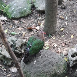 Common emerald dove (Chalcophaps indica indica)
