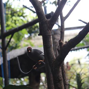 Chestnut-capped laughingthrush (Pterorhinus mitratus)