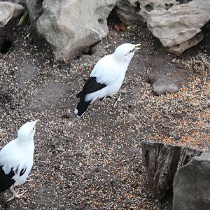 Black-winged myna (Acridotheres melanopterus melanopterus)