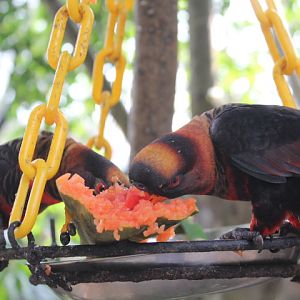 Dusky lory (Pseudeos fuscata)