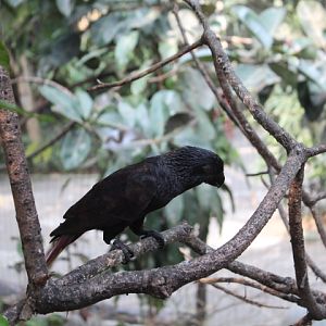 Black lory (Chalcopsitta atra)