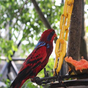 Blue-streaked lory (Eos reticulata)