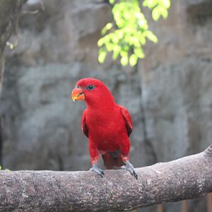 Red lory (Eos bornea)