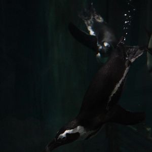 African penguin (Spheniscus demersus)