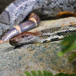 Moellendorff's Rat Snake (Elaphe moellendorffi)