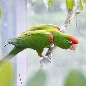 Scarlet-fronted Parakeet (Psittacara wagleri)