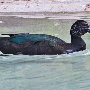 Muscovy Duck (Cairina moschata)