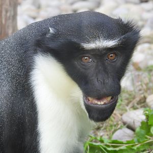 Diana Monkey- 6th October 2023