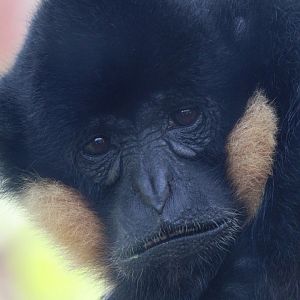 White Cheeked Gibbon- 6th October 2023