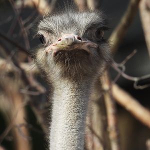 Ostrich- 6th October 2023