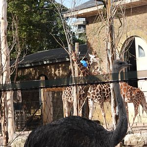 Giraffe and Ostrich- 6th October 2023