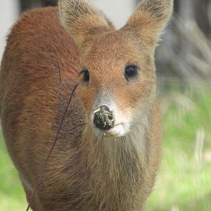 Chinese Water Deer- 6th October 2023