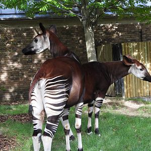 Okapi- 6th October 2023