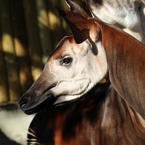 Okapi- 6th October 2023