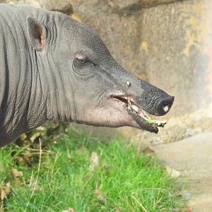 Beth (Female Babirusa)- 6th October 2023