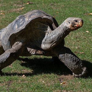 Pinzon giant tortoise (Chelonoidis niger duncanensis)