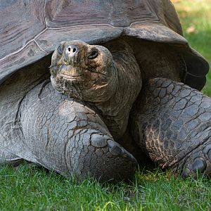 Santa Cruz giant tortoise (Chelonoidis niger porteri)