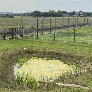 View into the dingo enclosure, viewing platform, Hamerton