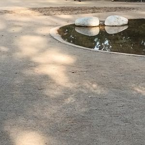 African dry Savannah Enclosure