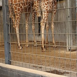 Reticulated Giraffes